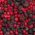 Ein Bild zeigt eine Makroaufnahme des gefriergetrockneten Bio-Fruchtmix Herbe Liebe von NutriPur